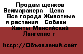 Продам щенков Веймаранера › Цена ­ 30 - Все города Животные и растения » Собаки   . Ханты-Мансийский,Лангепас г.